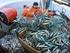 Fischbestände nachhaltig bewirtschaften. Zur Reform der Gemeinsamen Fischereipolitik. Stellungnahme