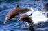 Schwimmen mit frei lebenden Delfinen auf den Bahamas