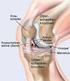 Behandlung der Arthrose des Kniegelenkes Anatomie des gesunden Kniegelenkes