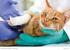 Katzen-Krankenversicherung: Katzen-VOLL- und Katzen-OP-Schutz