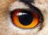 Das Auge. Aufbau des Auges. Der Augapfel (Ø 2,5 cm) liegt in Fettgewebe in der Augenhöhle eingebettet. Er wird geschützt durch: