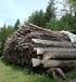 Potenziale und Restriktionen der Biomassenutzung im Wald