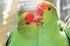 Der Wunsch nach zwei Papageien und was es zu bedenken gilt. Bericht: Lars Lepperhoff, Ittigen bei Bern