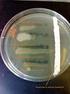 Biotechnologie der Antibiotika Mikrobiologische Versuche