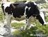 Vergleich von Fleckvieh mit Holstein Friesian in der Milcherzeugung ohne Kraftfutter und in der Stiermast