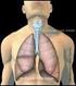 Nasenhöhle Rachen Kehlkopf Luftröhre Bronchien Lunge