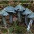 Bisher im Glarnerland gefundene Pilzarten: