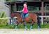 Rund ums Pferd Informationsveranstaltung für Pferdefreunde. Pferdesignale Erkennen von Schwachstellen in Haltung und Management