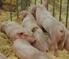 Checkliste: Hygiene in der Schweinehaltung