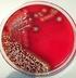 Bakterien sind überall Großes mikrobiologisches Praktikum. Skriptum