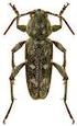 Sechs neue Clytini aus Malaysia, Celebes, Ceram und Thailand (Coleoptera, Cerambycidae, Cerambycinae)