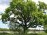 Bäume und Großsträucher für den besiedelten Bereich mit sehr hoher bis hoher Widerstandsfähigkeit gegenüber Trockenheit