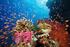 Korallenriffe. Korallenriffe werden ausschließlich lich von lebenden Organismen und biologischen Vorgängen gebildet.