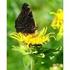 ALANT. Inula helenium. mehrjährig. Wuchshöhe: 100 bis 200 cm Blüte: auffallend gelb Standort: sonnig, humoser, nährstoffreicher