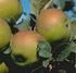 Äpfel. Sortenempfehlung Hochstamm Schweiz gemäss Baumschulangebot, Schneiderapfel Bohnapfel