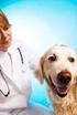 Klinische Aspekte und Diagnose der AD beim Hund