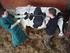 Wie lange sollte eine Kuh leben? Untersuchungen zur Nutzungsdauer und Lebensleistung bei Deutschen Holstein Kühen