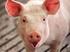 Optimierte Leistungsparameter und darmgesunde Ernährung in der Schweinehaltung ein Update zu praktischen Lösungen. Dr. Heinrich Kleine Klausing