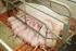 Anforderungen gemäß Schweinehaltungsverordnung ( Nur Stallhaltung nicht Freilandhaltung) 3 und 4 TierSchNutzV sind allgemeingültig!