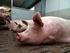Stand des Tierschutzrechts in der Schweinehaltung: Aktuelle Situation in Österreich und Entwicklung auf EU-Ebene. SC Dr.