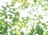 Eine Exkursion in das Reich der deutschen Bäume. Acer platanoides. Diplomarbeit von Jennifer Burghoff. Fachbereich Gestaltung. Kommunikationsdesign