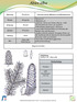 Abies alba. Herbarbeleg. Abteilung: Pinophyta Charakteristische Merkmale und Besonderheiten