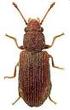 Urwaldrelikt -Käferarten in Sachsen (Coleoptera)