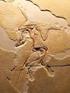 Archaeopteryx Wie aus einer rätselhaften Versteinerung naturwissenschaftliches Wissen wird