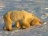 Tiere im Klimawandel: Von Lemmingen und Eisbären