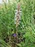 Die Violette Sommerwurz, Orobanche purpurea JACQ. - eine äußerst seltene Schmarotzerpflanze der Kärntner Flora