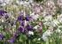B 95 Akelei Mehrjährig. Bauerngartenpflanze mit vorwiegend blauvioletten Blüten. Höhe ca. 70 cm. Lichtkeimer.
