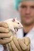 vfa -Positionspapier Tierversuche in der pharmazeutischen Forschung ZUSAMMENFASSUNG