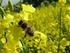 Bienen und Pflanzenschutzmittel