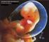 Was ist ein Embryo? Einschätzungen und Bewertungen von Vorstadien, Stadien, Existenzweisen frühen menschlichen Lebens im europäischen Vergleich