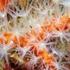 Rote Korallen (Corallium spp., Paracorallium spp.)