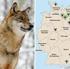 Artenschutz Managementplan für den Wolf in Brandenburg