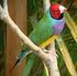 34. Tagung über tropische Vögel