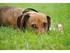 Verordnung über das Halten von Hunden in der Landeshauptstadt Hannover vom (HundeVO) in der Fassung vom