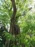Winter-Linde 51 Tilia cordata. Robinie 29 Robinia pseudacacia. Baum: bis 40 m hoch, oft als Parkbaum
