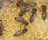 Verluste von Bienenvölkern während der Überwinterung oder bei Verdacht auf Bienenfrevel was waren die Ursachen? Abschlussbericht