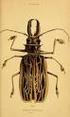 Beetles World. Journal of biodiversity in Coleoptera