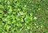 Fachgerechte Herbizidanwendung im Rasen zur Entfernung unerwünschter Kräuter