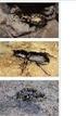 Die Laufkäferfauna (Coleoptera: Carabidae) eines historisch alten Waldes im Vergleich zu benachbarten Nadelforsten