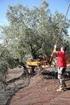 Olivenernte Agios Tomas 2014