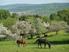 Landschaftspflege Pferdehaltung