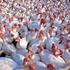 Stand: FAQ Geflügelpest. 1. Was ist die Vogelgrippe?