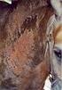 Therapie des Sommerekzems und anderer Allergien beim Pferd mittels einer Autonosode aus Eigenblut