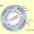 Vermehrung von Zellen Mitose und Meiose