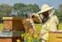 Entwicklung des Selbstversorgungsgrads bei Bienenhonig