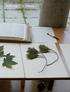 Annelies Senfter, Asking the trees III Herbarium